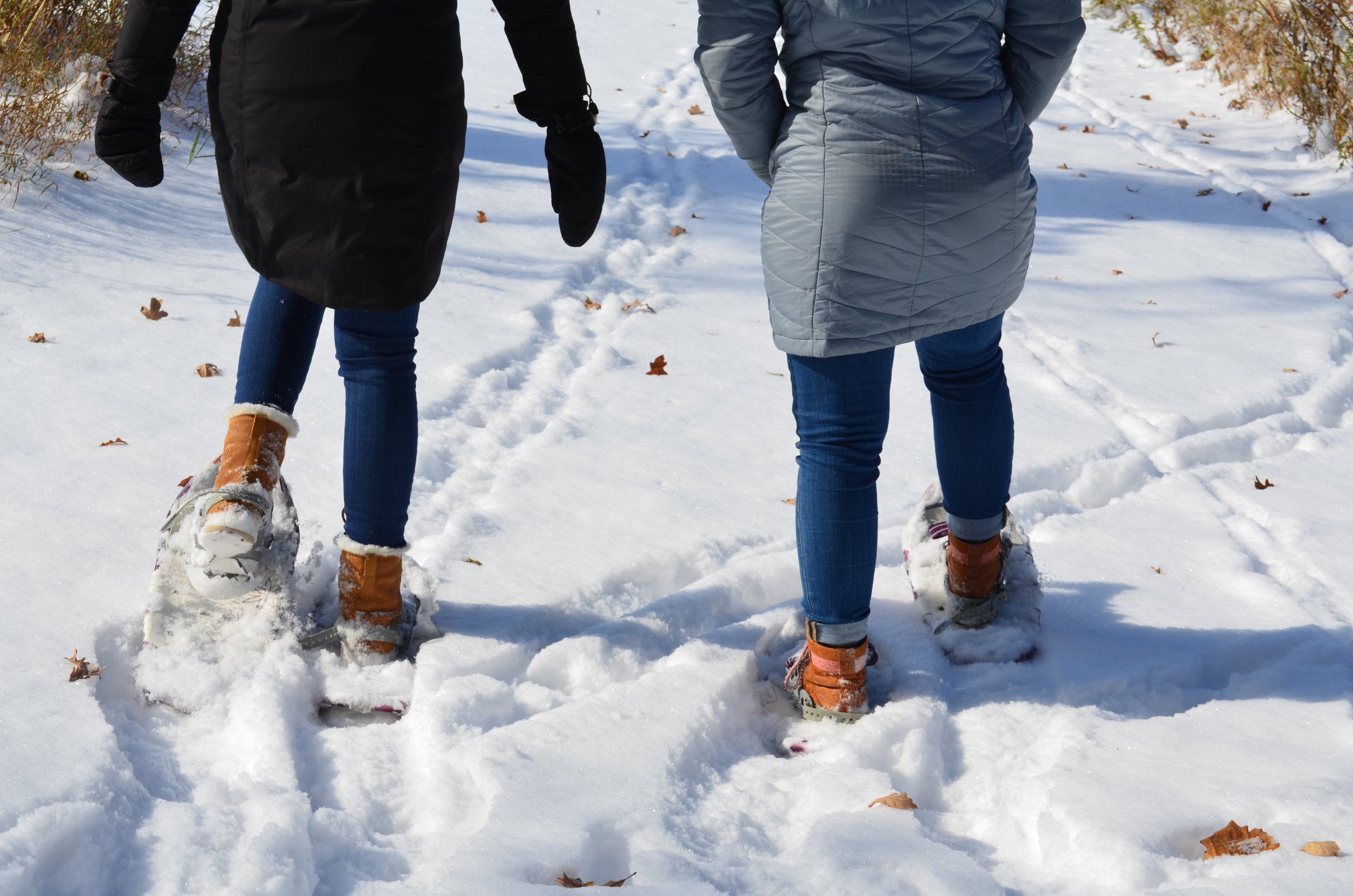 Snow Shoe
