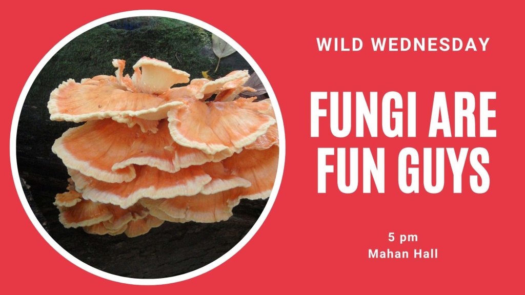 Wild Wednesday: Fungi are Fun Guys 10 485048295 1199331198867506 3827283060874500978 n