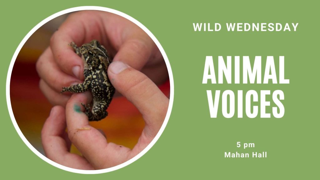 Wild Wednesday: Animal Voices 11 485061280 1199321598868466 8774942698265148897 n
