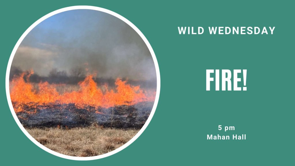 Wild Wednesdays: Fire! 14 485123479 1199320388868587 6780425945323538595 n