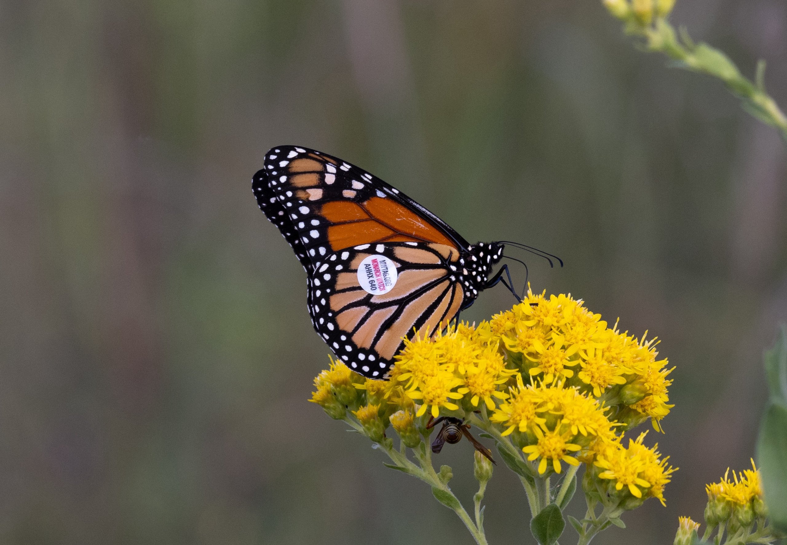 BB 2023 Butterflytagging scaled