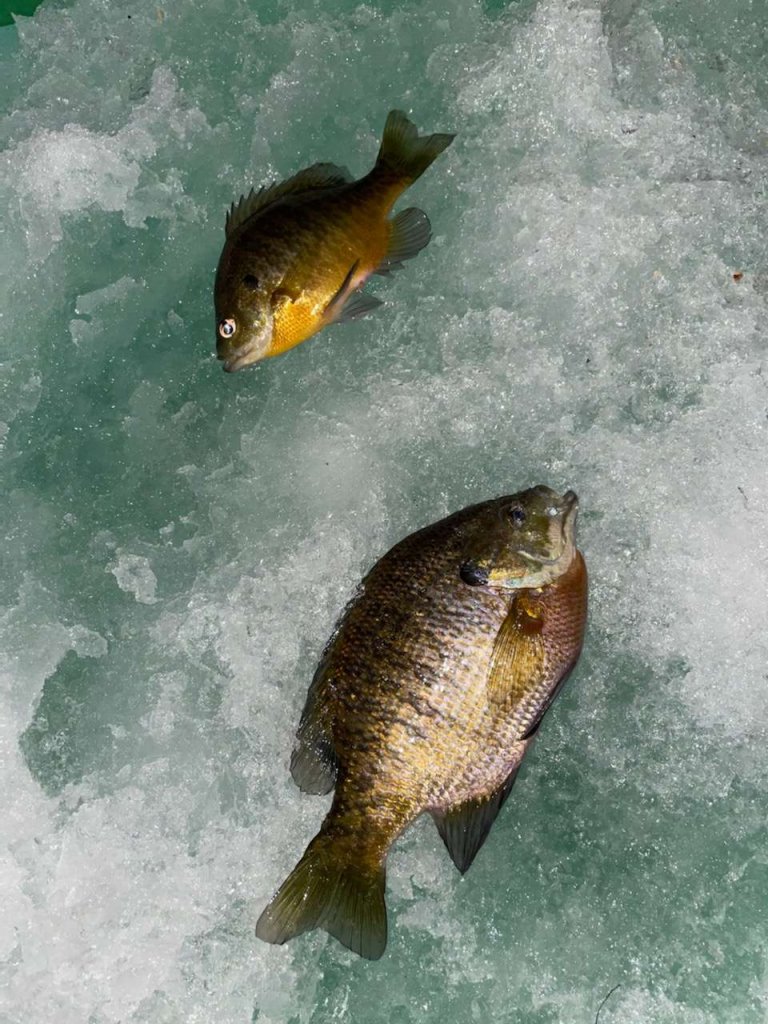Ice Fish