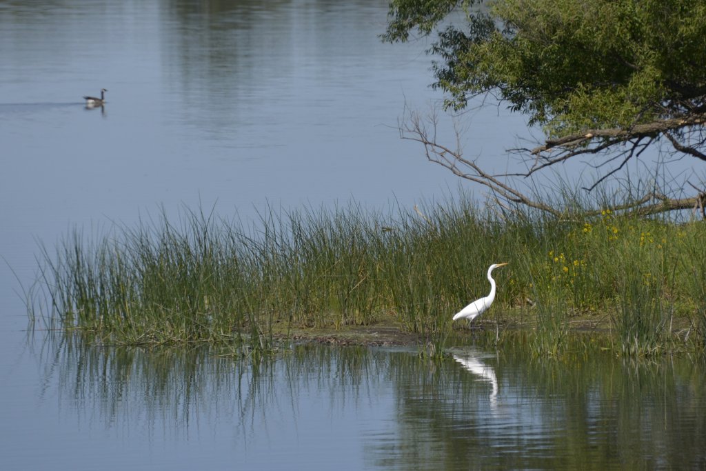 Birding on the Green 15 Nature0bird 1