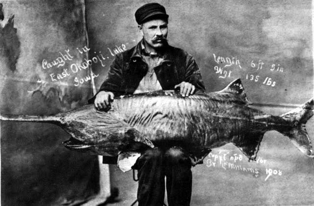Fishing the Iowa Great Lakes: A Premier Midwest Outdoor Adventure 7 Paddlefish 1908