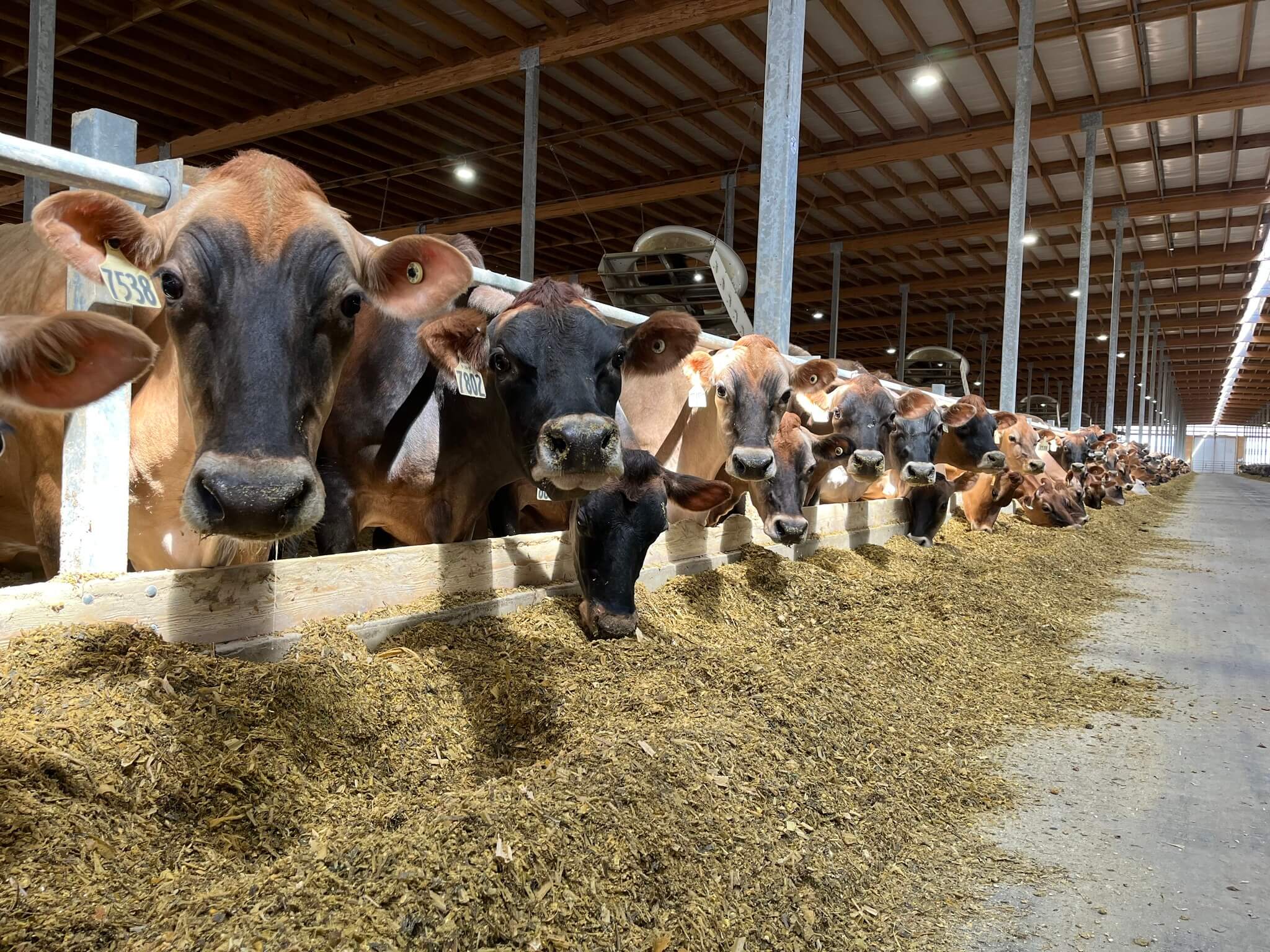 Breakfast on the Farm