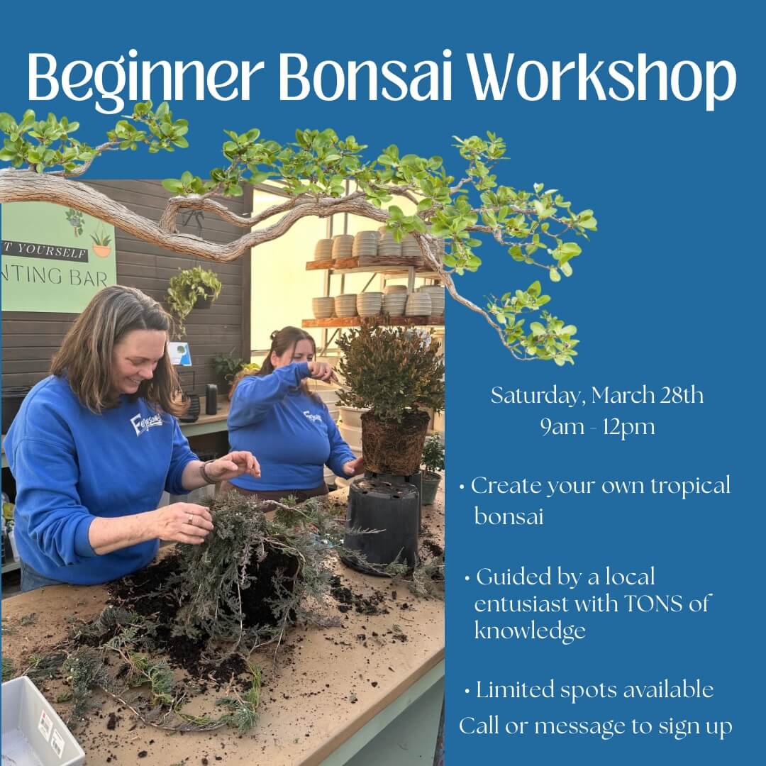Beginner bonsai workshop 1 Beginner bonsai workshop