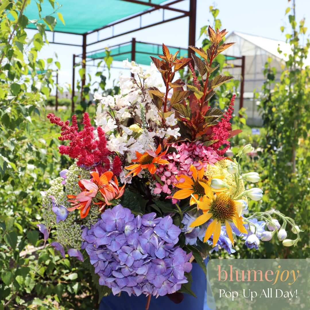 Blumejoy Pop-Up